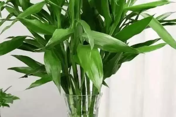 冬天水培富贵竹的方法,冬天怎么水培富贵竹及光照要求插图1 冬天水培富贵竹的方法,冬天怎么水培富贵竹及光照要求插图1