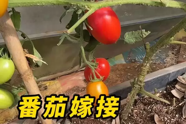 番茄苗嫁接的植物,番茄苗能嫁接哪些种类的植物作物插图2