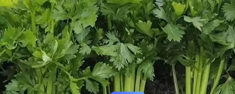 冬天大棚芹菜育苗时间,冬天大棚芹菜育苗在何时进行插图 冬天大棚芹菜育苗时间,冬天大棚芹菜育苗在何时进行插图