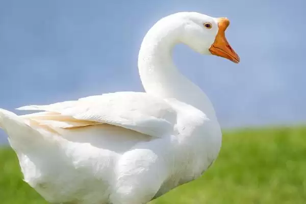 鹅腿瘸的治疗方法,鹅腿瘸了应如何进行治疗处理插图1 鹅腿瘸的治疗方法,鹅腿瘸了应如何进行治疗处理插图1