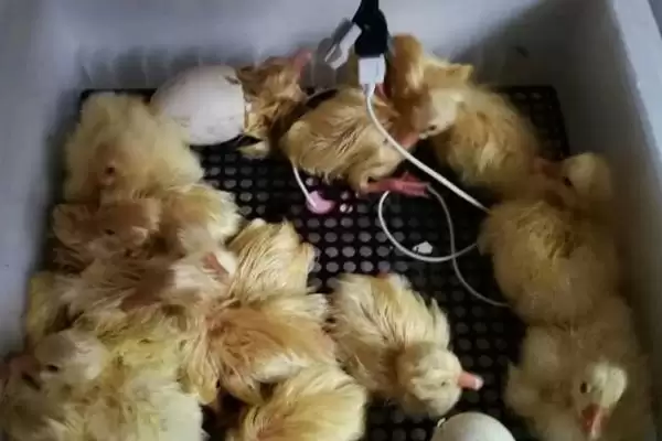 鹅蛋孵化出小鹅时间,鹅蛋孵化多少天能够出小鹅的时间插图2
