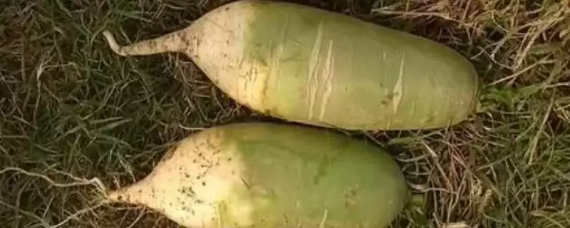秋萝卜常见有哪些品种如青圆脆?-会东网