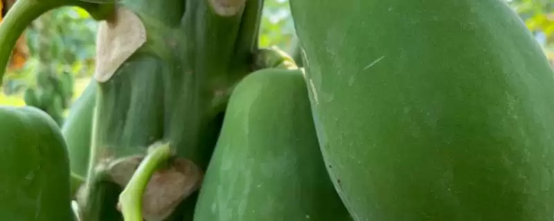 番木瓜的采摘方法,番木瓜通常采用什么方法进行采摘-会东网