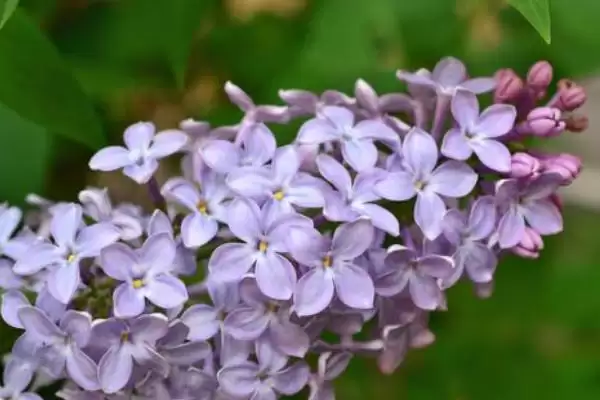 丁香花放置卧室的情况,丁香花能不能放在卧室里养殖插图2 丁香花放置卧室的情况,丁香花能不能放在卧室里养殖插图2