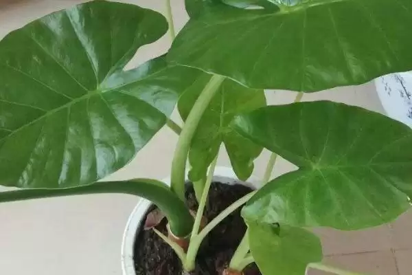 滴水观音的移栽季节选择,滴水观音的移栽季节在什么时候合适插图3 滴水观音的移栽季节选择,滴水观音的移栽季节在什么时候合适插图3