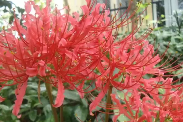 彼岸花种植的技术要点有哪些呢,彼岸花种植技术要点插图3 彼岸花种植的技术要点有哪些呢,彼岸花种植技术要点插图3