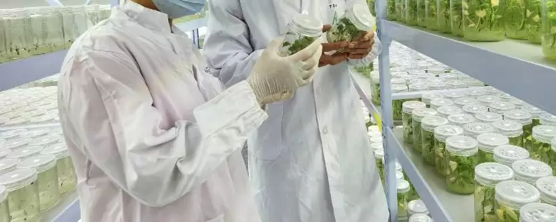 传统育种技术局限性不包括什么,传统育种技术局限性不包括插图 传统育种技术局限性不包括什么,传统育种技术局限性不包括插图