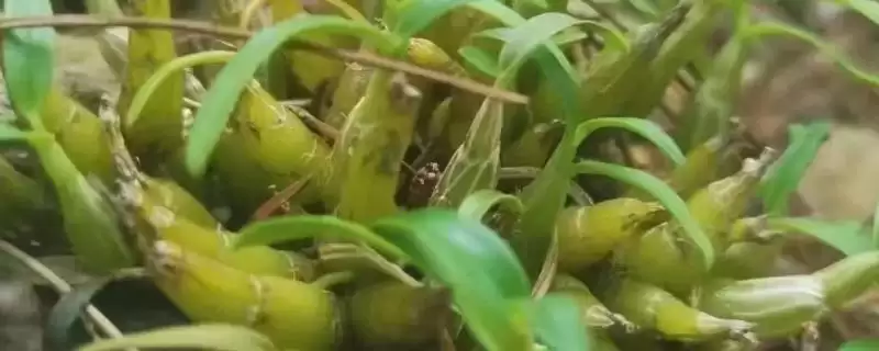 耳环石斛的基本介绍,耳环石斛一般是指哪种石斛植物插图 耳环石斛的基本介绍,耳环石斛一般是指哪种石斛植物插图
