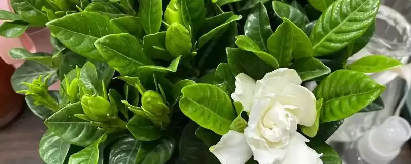 冬季栀子花黄叶处理方法,冬季栀子花黄叶干枯掉叶怎么处理插图 冬季栀子花黄叶处理方法,冬季栀子花黄叶干枯掉叶怎么处理插图