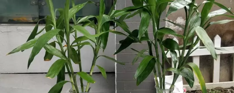 冬季富贵竹枯萎的处理,冬季富贵竹越来越枯萎怎么进行处理-会东网