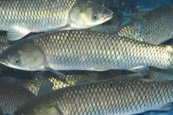 草鱼烂尾应该怎么处理呢,草鱼烂尾怎么办插图2 草鱼烂尾应该怎么处理呢,草鱼烂尾怎么办插图2