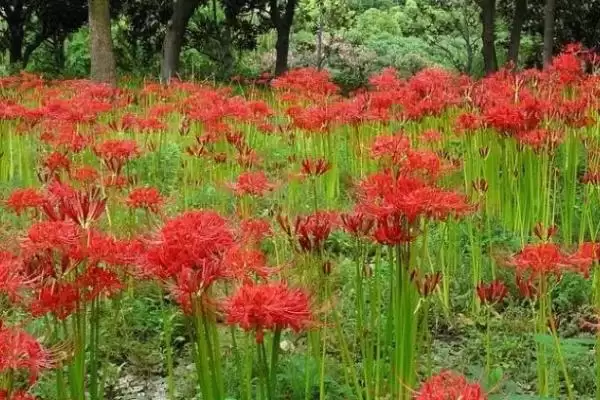 彼岸花种植的技术要点有哪些呢,彼岸花种植技术要点插图2 彼岸花种植的技术要点有哪些呢,彼岸花种植技术要点插图2