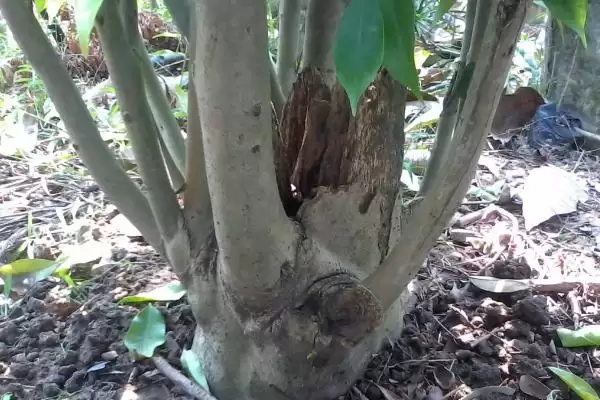 沉香树是一种怎样的植物呢,沉香树是什么植物插图4