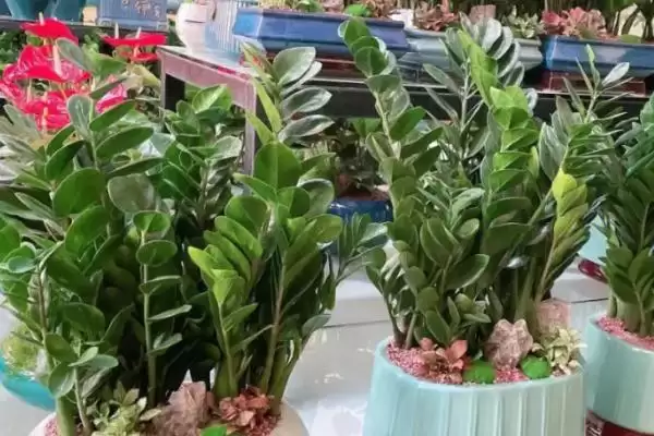 不用勤浇水的室内盆栽植物有哪些,不用勤浇水的省心室内盆栽植物插图4 不用勤浇水的室内盆栽植物有哪些,不用勤浇水的省心室内盆栽植物插图4