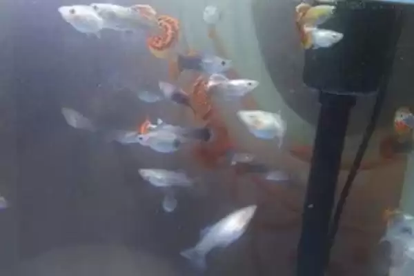彩霞鱼是一种怎样的鱼呢,彩霞鱼是什么鱼插图2 彩霞鱼是一种怎样的鱼呢,彩霞鱼是什么鱼插图2