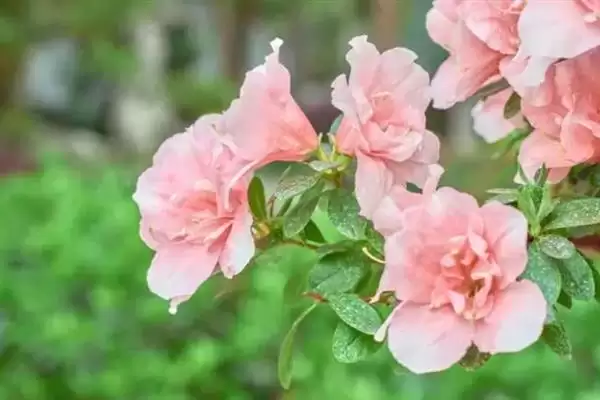 粉杜鹃的花语,粉杜鹃具有怎样的花语寓意插图1 粉杜鹃的花语,粉杜鹃具有怎样的花语寓意插图1