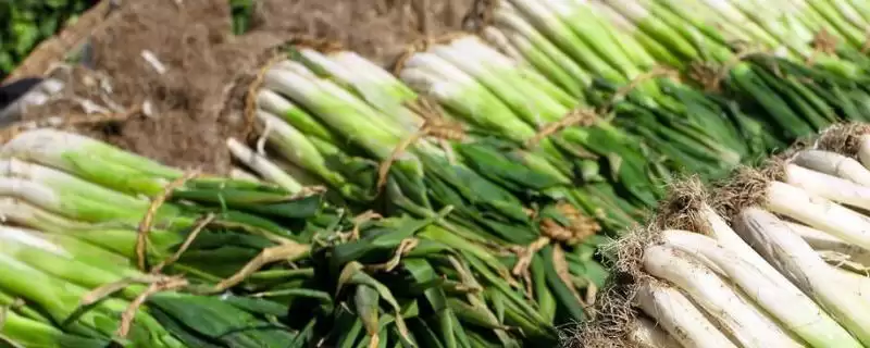 如何预防大葱出现烂根的情况,大葱烂根如何预防插图 如何预防大葱出现烂根的情况,大葱烂根如何预防插图