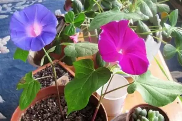 碧冬茄的养殖方法和要点有哪些呢,碧冬茄如何养殖插图5 碧冬茄的养殖方法和要点有哪些呢,碧冬茄如何养殖插图5