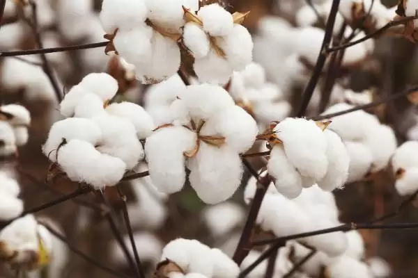 购审定品种有保障如何选择棉花品种全解析插图5 购审定品种有保障如何选择棉花品种全解析插图5