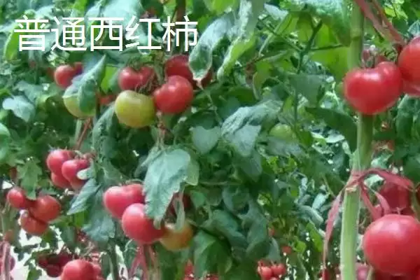 催红西红柿与普通西红柿的区别,催红西红柿与普通西红柿的区别插图2 催红西红柿与普通西红柿的区别,催红西红柿与普通西红柿的区别插图2