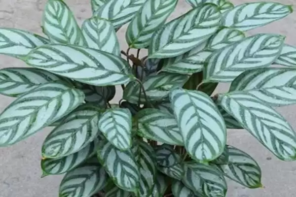 飞羽竹芋的花语,飞羽竹芋具有怎样的花语寓意插图3 飞羽竹芋的花语,飞羽竹芋具有怎样的花语寓意插图3