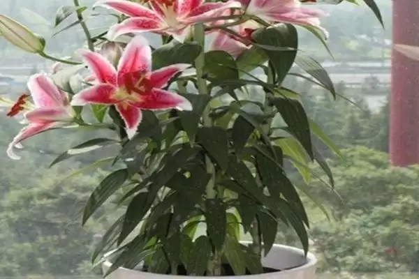 百合花基本介绍,百合花是怎样的常见观赏植物插图10