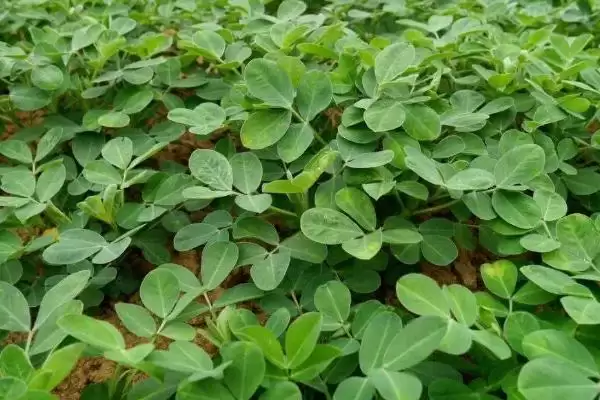 花生常见虫害蛴螬棉铃虫蚜虫类型全解析插图12 花生常见虫害蛴螬棉铃虫蚜虫类型全解析插图12