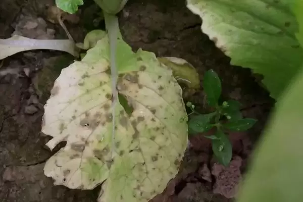 菜心有哪些病虫害防治措施呢,菜心有哪些病虫害防治措施插图2 菜心有哪些病虫害防治措施呢,菜心有哪些病虫害防治措施插图2