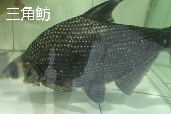 鳊鱼的产地主要在哪些地方呢,鳊鱼的产地插图3 鳊鱼的产地主要在哪些地方呢,鳊鱼的产地插图3