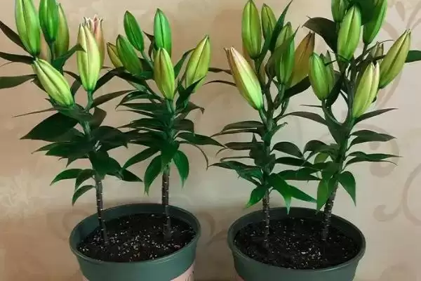 百合花基本介绍,百合花是怎样的常见观赏植物插图8