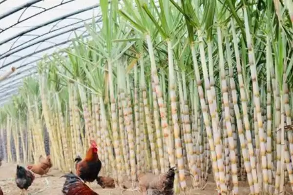 大棚甘蔗的种植方法有哪些呢,大棚甘蔗的种植方法插图1 大棚甘蔗的种植方法有哪些呢,大棚甘蔗的种植方法插图1