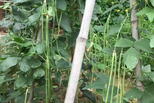 秋豆角在北方通常何时进行种植?插图6 秋豆角在北方通常何时进行种植?插图6