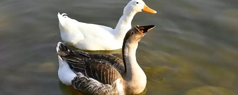 鹅鸭杂交的产物,鹅和鸭进行杂交可以得到什么产物插图 鹅鸭杂交的产物,鹅和鸭进行杂交可以得到什么产物插图