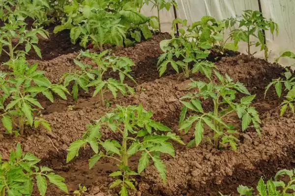 番茄的种植方法,番茄不同品种的种植时间有何不同插图3 番茄的种植方法,番茄不同品种的种植时间有何不同插图3