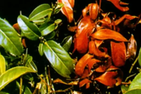 茶园茶胴枯病的原因是什么呢,茶园茶胴枯病的原因插图1 茶园茶胴枯病的原因是什么呢,茶园茶胴枯病的原因插图1