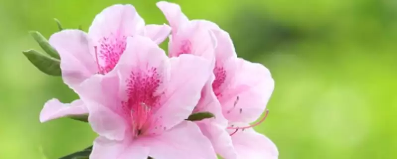 杜鹃花的寓意象征,杜鹃花的寓意有哪些方面的象征意义插图 杜鹃花的寓意象征,杜鹃花的寓意有哪些方面的象征意义插图