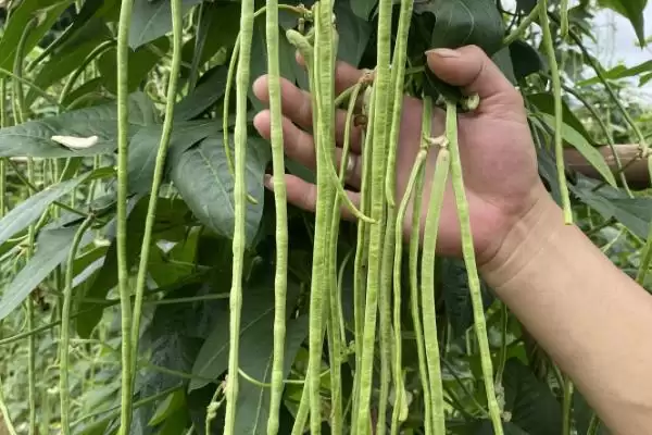 秋豆角在北方通常何时进行种植?插图1 秋豆角在北方通常何时进行种植?插图1