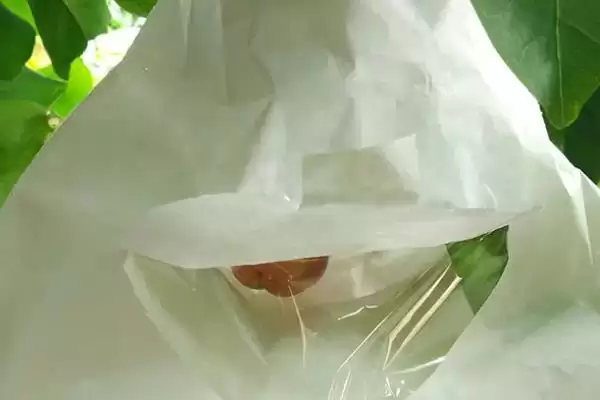 莲雾在什么时期进行套袋及为何生理落果后套?插图1 莲雾在什么时期进行套袋及为何生理落果后套?插图1