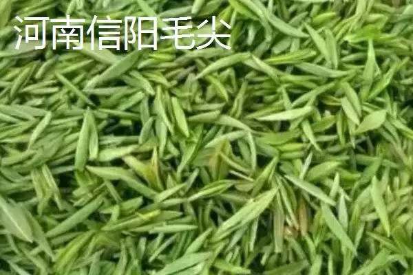 茶树育种如何鉴定品质和方法呢,茶树育种如何鉴定品质插图6 茶树育种如何鉴定品质和方法呢,茶树育种如何鉴定品质插图6