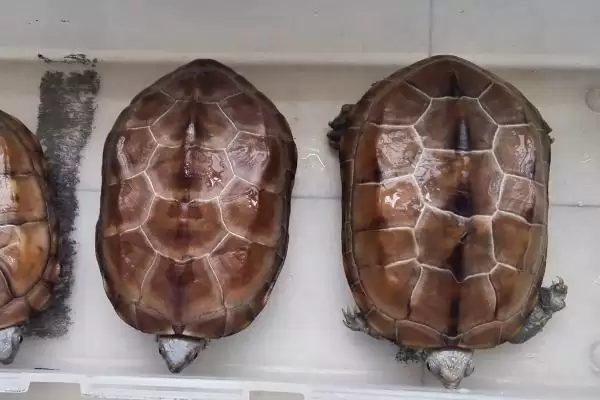 草龟一般吃什么食物和种类呢,草龟一般吃什么插图2 草龟一般吃什么食物和种类呢,草龟一般吃什么插图2