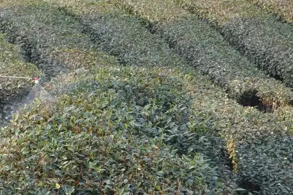 茶树采摘后如何进行管理呢,茶树采摘后的管理方法插图2 茶树采摘后如何进行管理呢,茶树采摘后的管理方法插图2