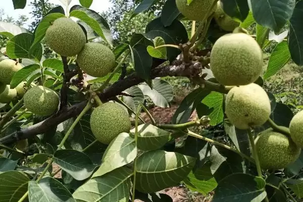 春季核桃种植有哪些注意事项呢,春季核桃种植注意事项插图4 春季核桃种植有哪些注意事项呢,春季核桃种植注意事项插图4