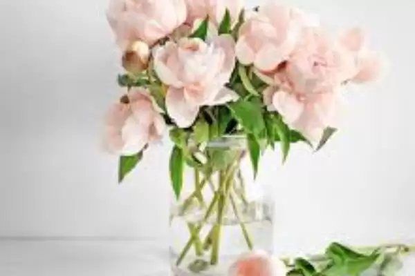 道歉用的花束种类选择,道歉用什么花束有哪些合适的选择插图4 道歉用的花束种类选择,道歉用什么花束有哪些合适的选择插图4