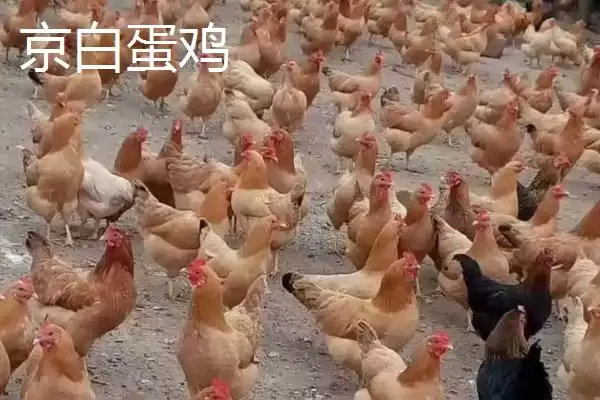 产蛋率高的鸡有哪些品种及特点呢,产蛋率高的鸡品种插图4 产蛋率高的鸡有哪些品种及特点呢,产蛋率高的鸡品种插图4