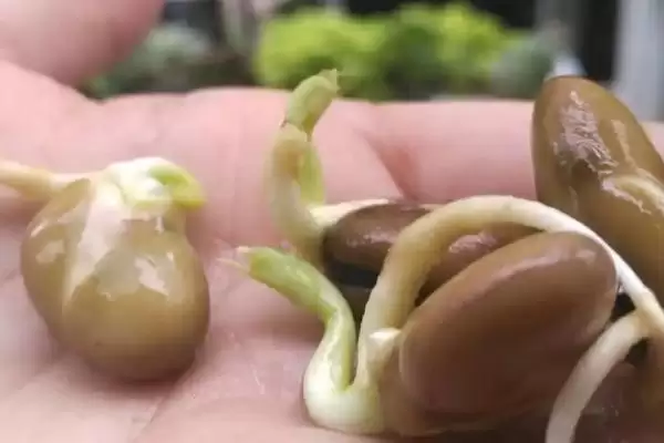 蚕豆种子的发芽过程是怎样呢,蚕豆种子的发芽过程插图2 蚕豆种子的发芽过程是怎样呢,蚕豆种子的发芽过程插图2