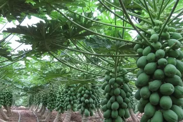 番木瓜的采摘方法,番木瓜通常采用什么方法进行采摘插图2
