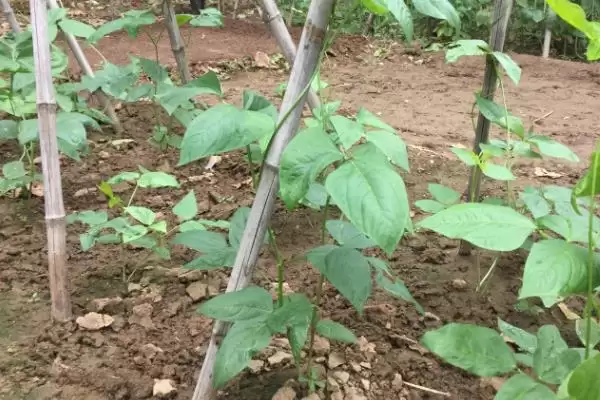 秋豆角在北方通常何时进行种植?插图5 秋豆角在北方通常何时进行种植?插图5