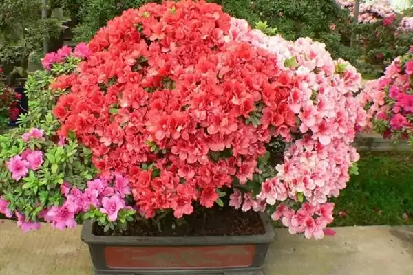 粉杜鹃的花语,粉杜鹃具有怎样的花语寓意插图4 粉杜鹃的花语,粉杜鹃具有怎样的花语寓意插图4