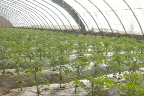 番茄苗嫁接的植物,番茄苗能嫁接哪些种类的植物作物插图1