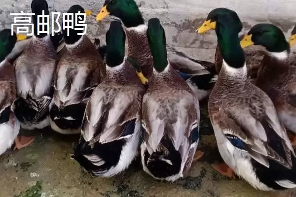 产蛋多的蛋鸭有哪些品种呢,产蛋多的蛋鸭品种插图3 产蛋多的蛋鸭有哪些品种呢,产蛋多的蛋鸭品种插图3